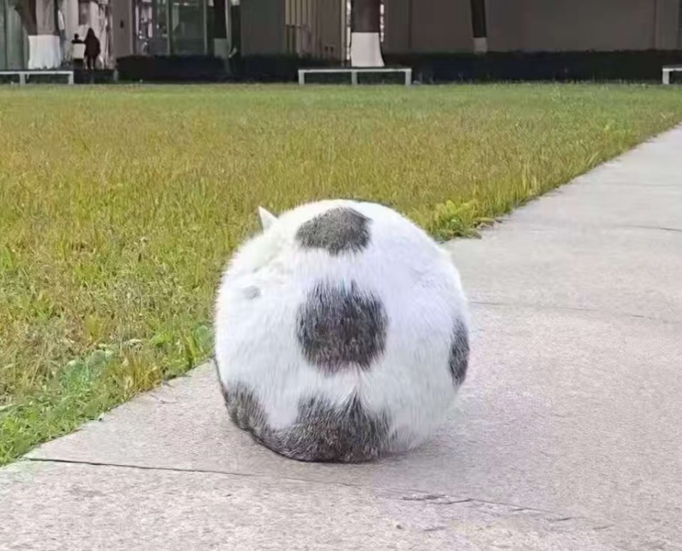 变形金猫，我是一颗足球 