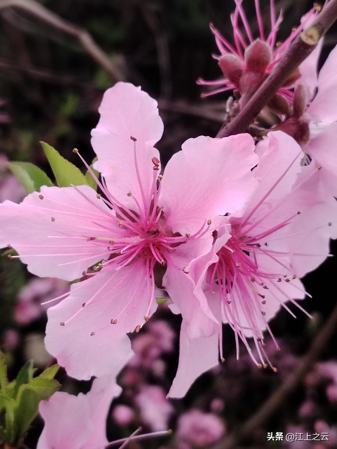 去年今日此门中，人面桃花相映红。人面不知何处去，桃花依旧笑春风。
桃花游赏 桃花