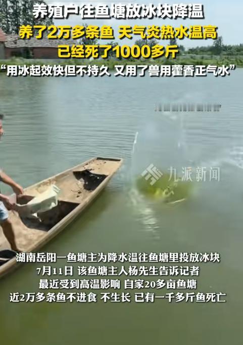 “聪明人就是厉害！”湖南岳阳，一男子承包了20多亩鱼塘，养了快20000条鱼，可