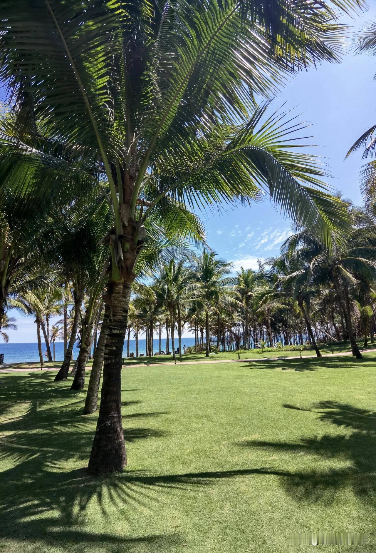 海南…自驾游第20天，三亚海棠湾
女儿明天将返京，今天她们母女俩人去了三亚免税店