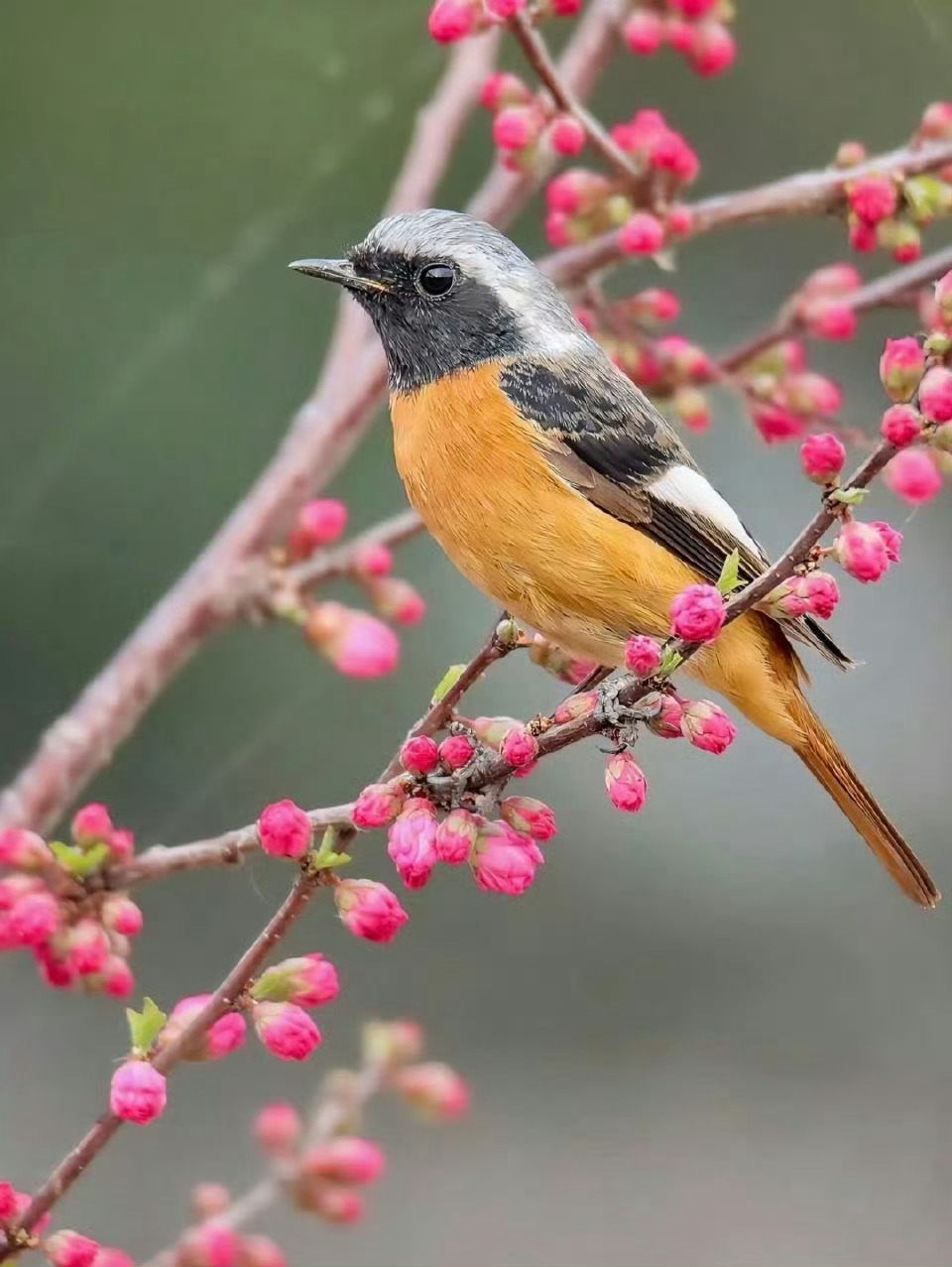 “  一鸟能遗音，一花可慰眼 …  ” 