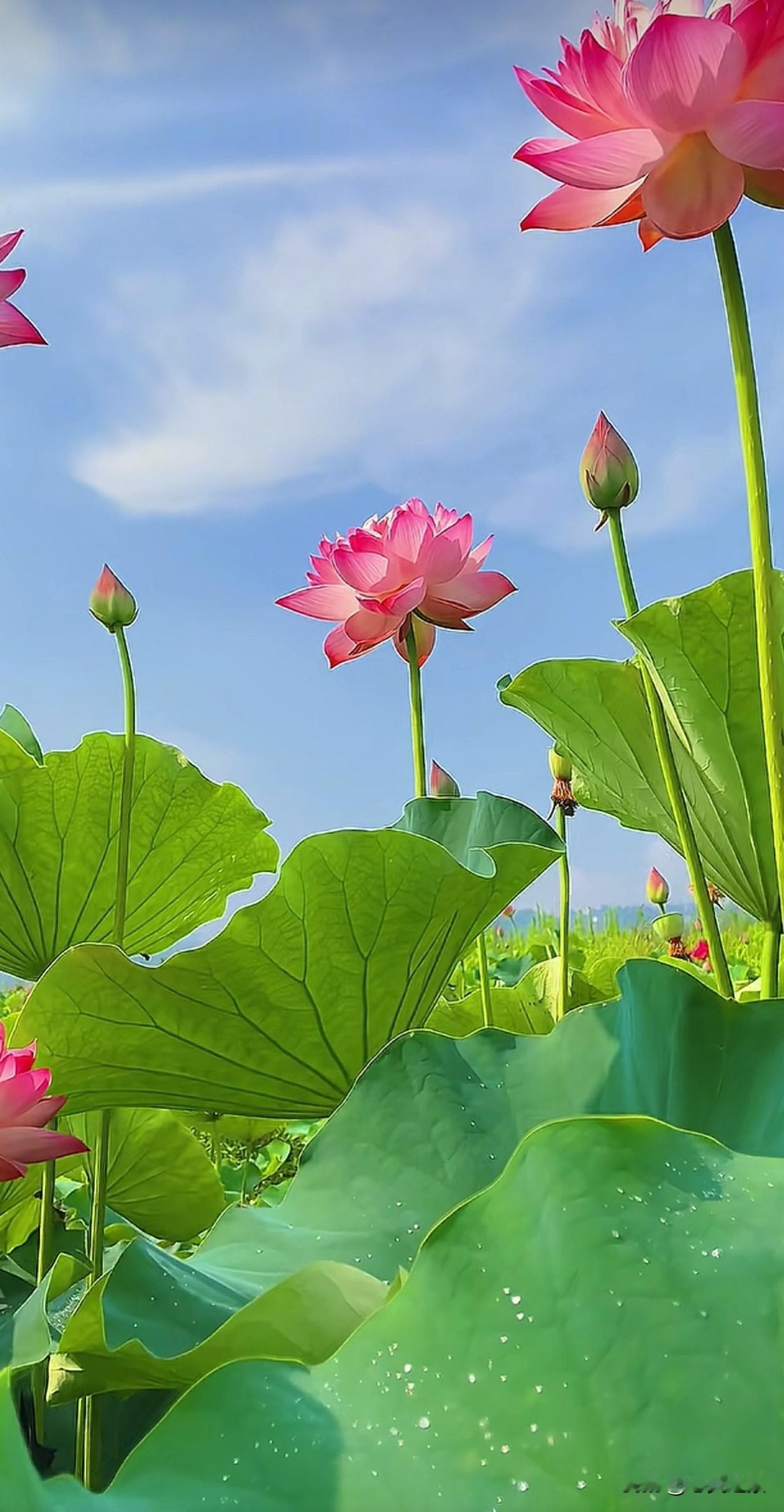 谁能拒绝藏在山野里的千亩荷花！青山作背景，满田红荷接连成片，视野开阔，看着心胸都