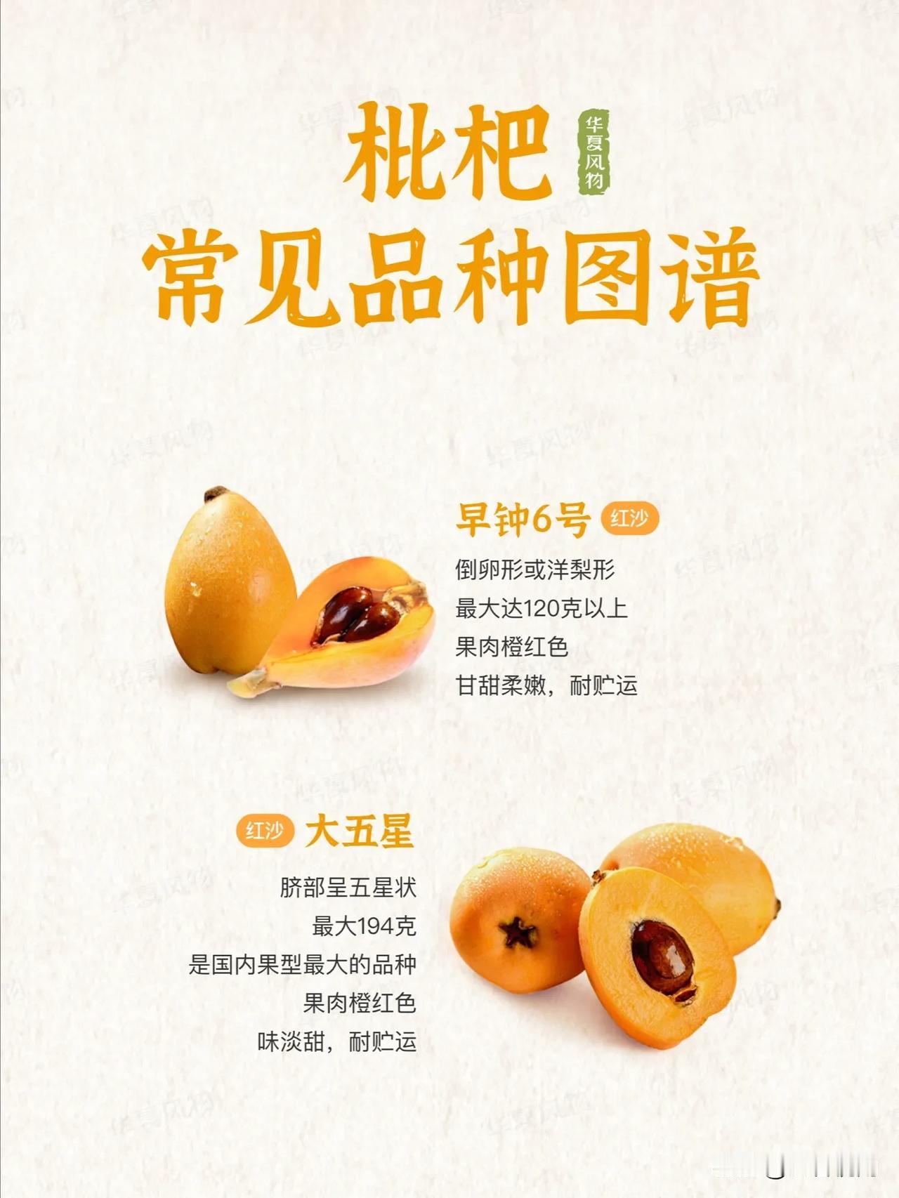 枇杷品种图谱  早钟6号红沙 vs 大五星，哪种更甜？