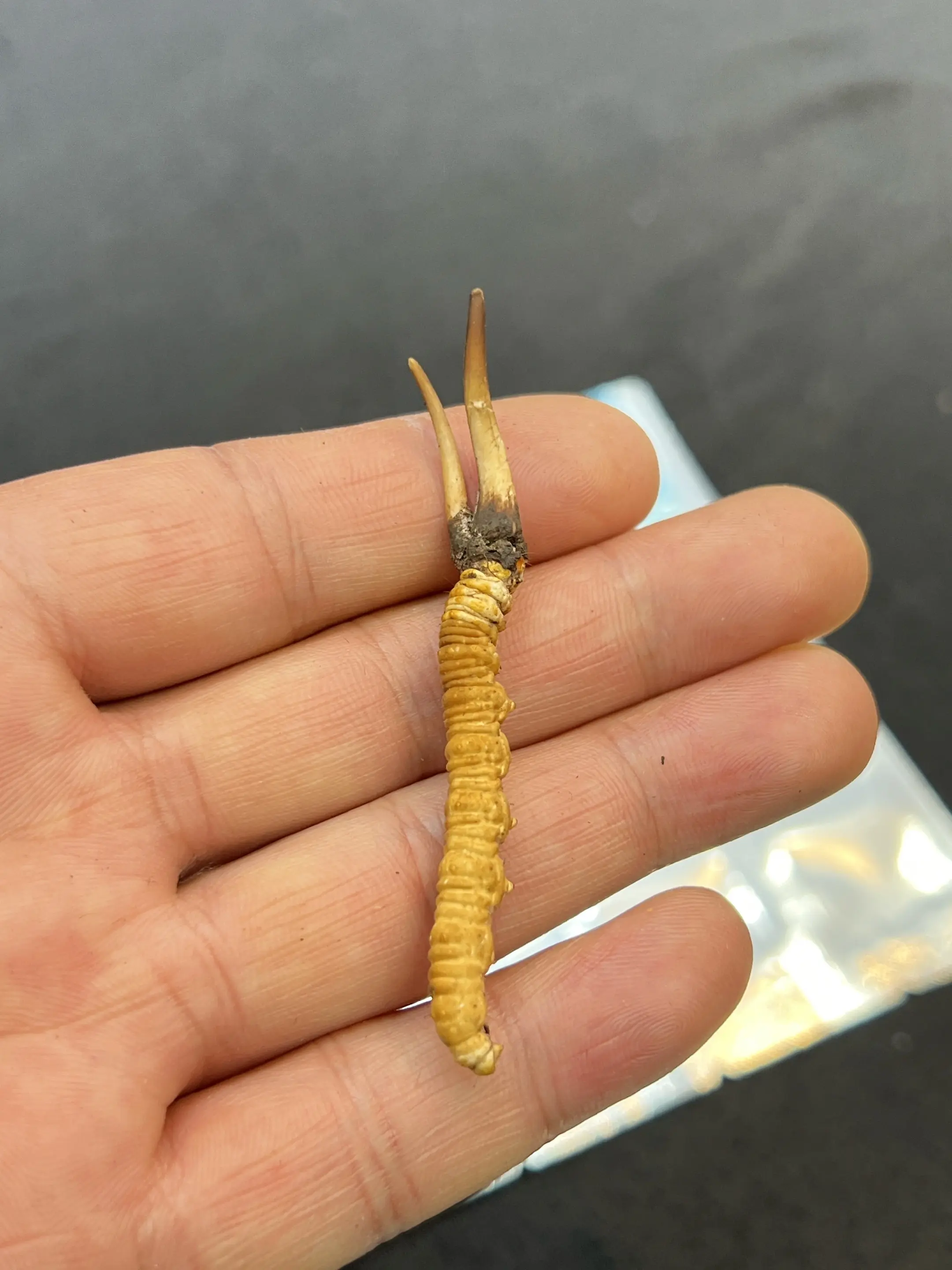 新鲜冬虫夏草。雪域头茬鲜虫草，现挖现发锁鲜到家，活性营养拉满，一口鲜补...