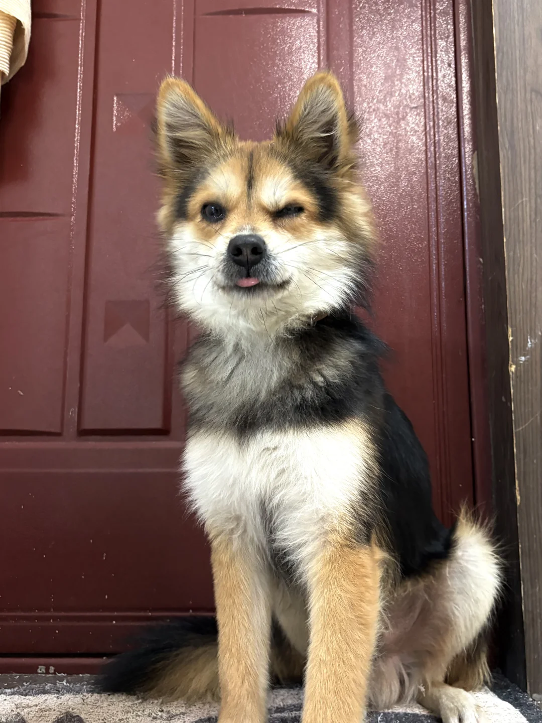 小黑最喜欢谁呢？