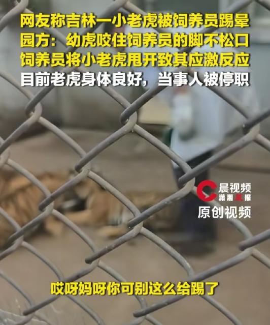 4个半月大的小老虎，咬了饲养员一口，饲养员一脚踢过去，小老虎当场身体僵直、瘫在地