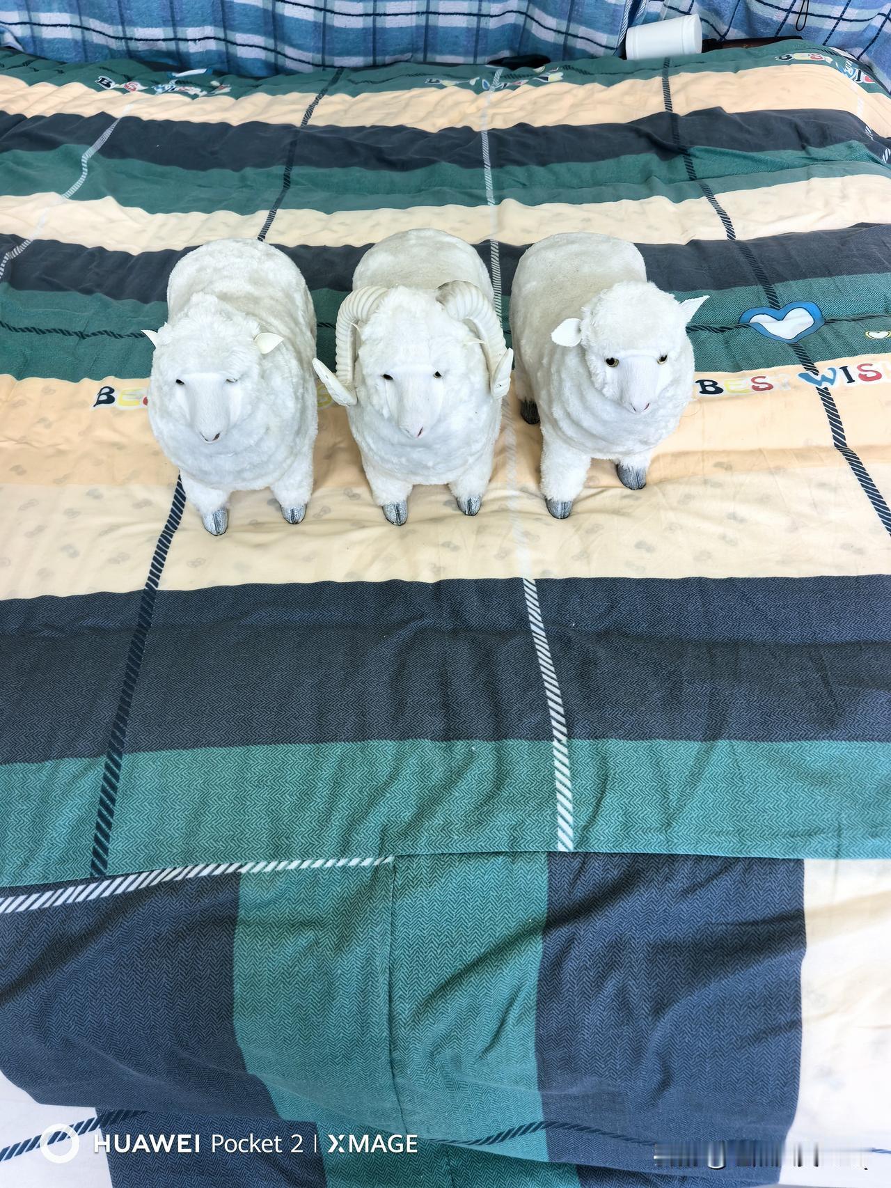 这三只小羊是一个开药店的搬家扔了的，原本是四只，我只捡回来三只，三羊开泰么。原本