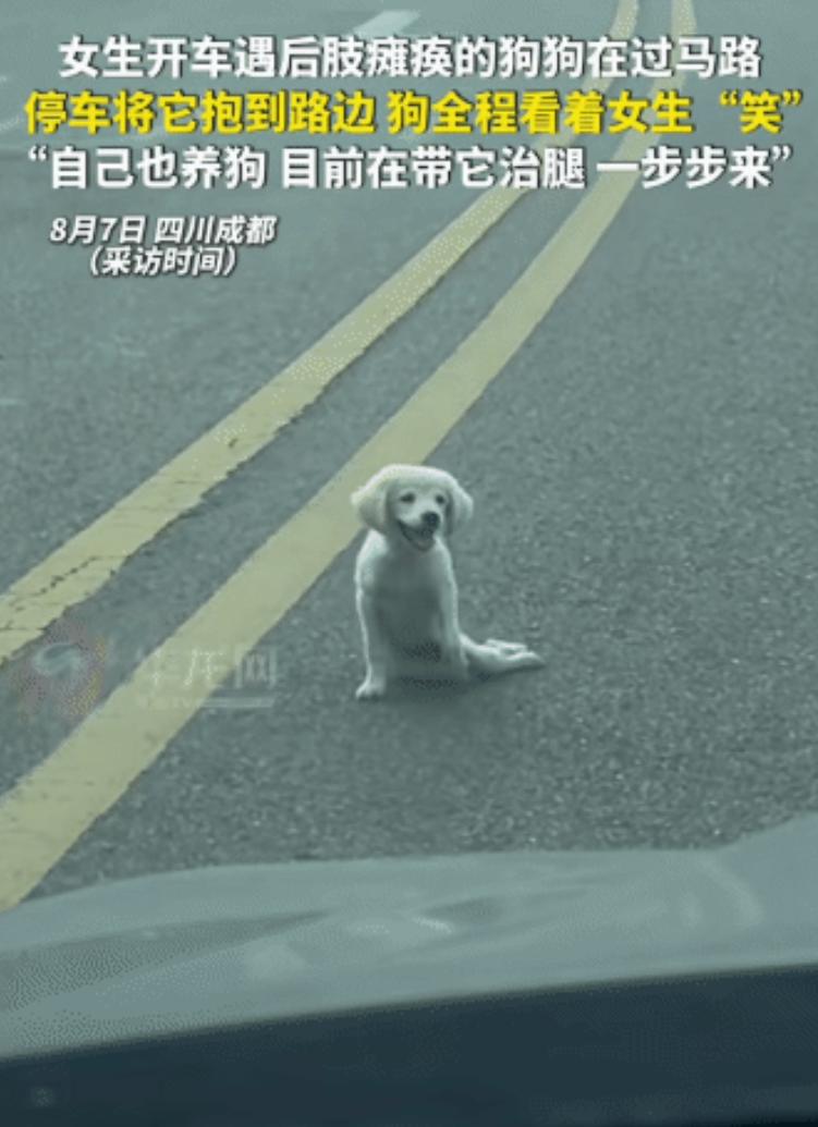 感动！成都后肢瘫痪小狗在车流中挣扎过马路，女生停车抱离险境，狗狗全程看着她“笑”