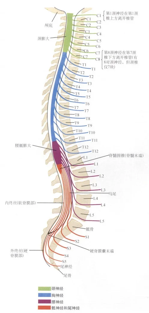 腰痛腿麻？一起来认识我们脊神经和支配区