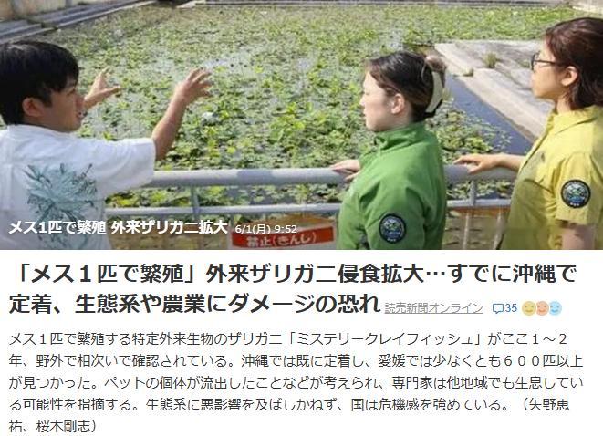 一种名为"神秘小龙虾"（ミステリークレイフィッシュ）的特定外来生物，仅靠一只雌性