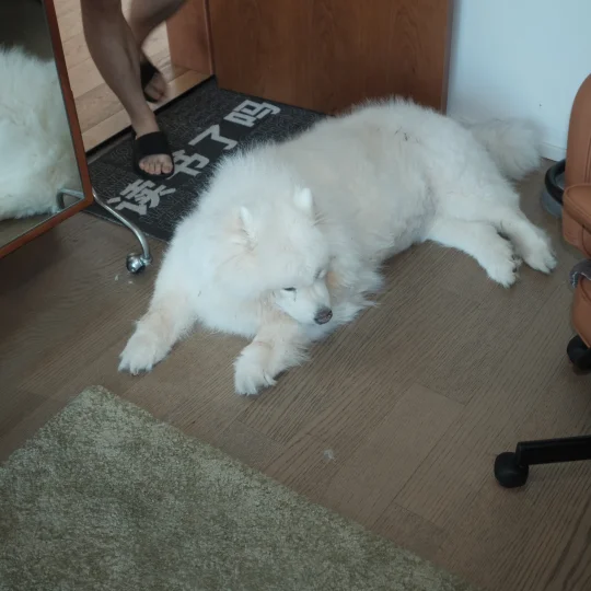 你们的萨摩耶生气也这样吗