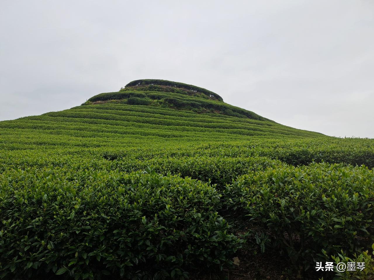 这里是宜宾叙州天宫山农场茶叶基地，地处“叙州屋脊”，高山云雾缭绕，昼夜温差大，是