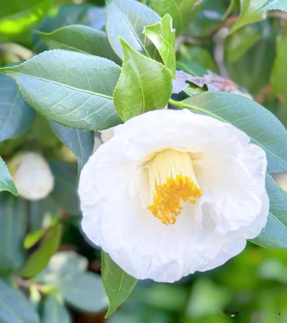 #随手记录秋日生活#
生命的故事，在花开花落，晨钟暮鼓的音符中流淌。在这喧嚣的尘