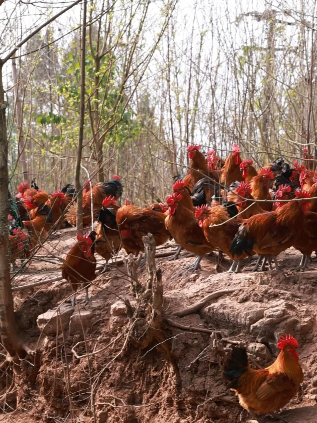 城里买不到 农场里卖不出去的纯正土鸡