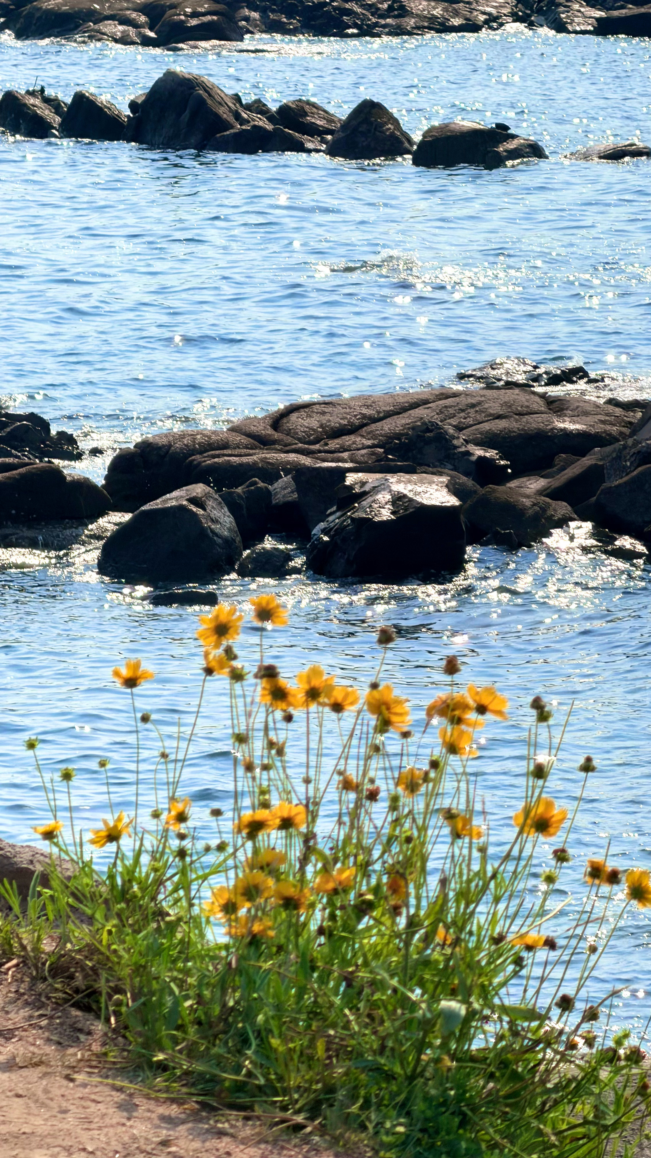 🌊🎈🌼 