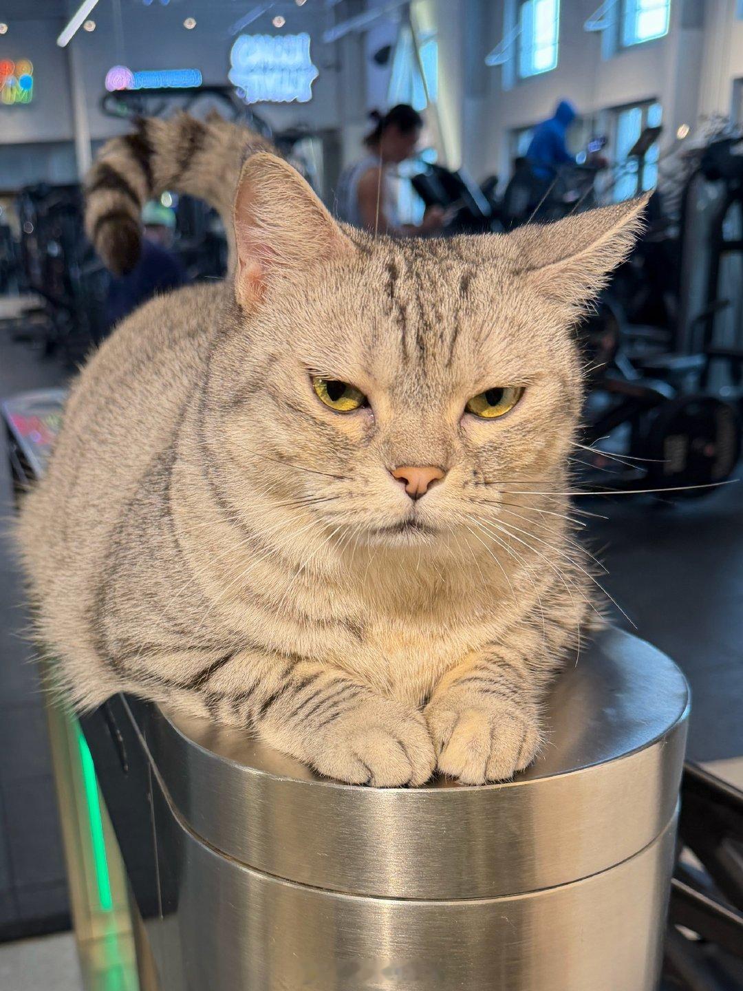 我和健身教练的日常 猫：你又来了啊。。 