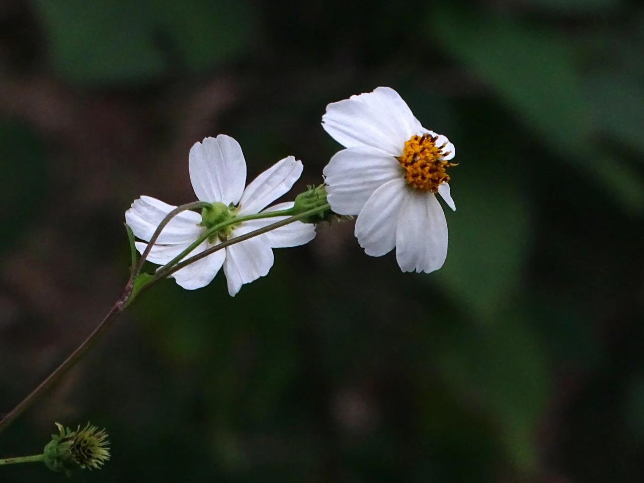 《野花“鬼针草”》
        今年天气异常，桂花姗姗来迟，菊花也是闹情绪还
