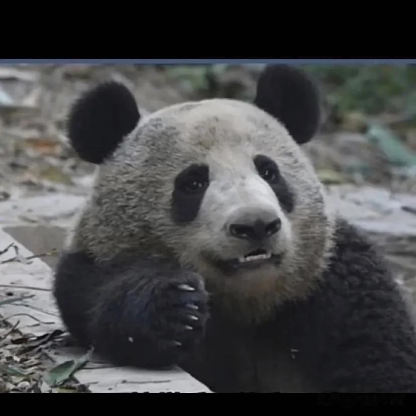 为杭州动物园的制度高兴，为杭动的背景眼花，实话是我没欣赏眼光，这每次看香果和春生