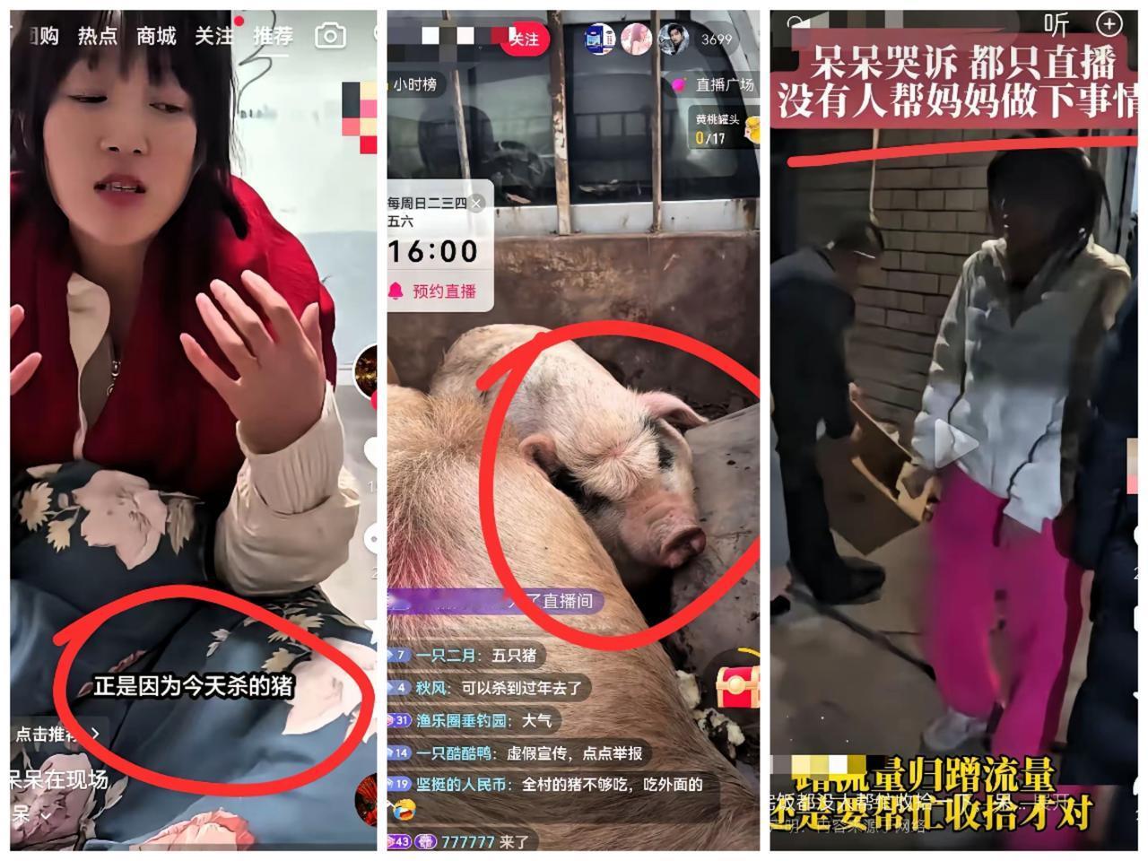 呆呆这下更呆了！原本昨天晚上已经发视频称，猪已经杀完了，今天就把剩下的肉吃完就不