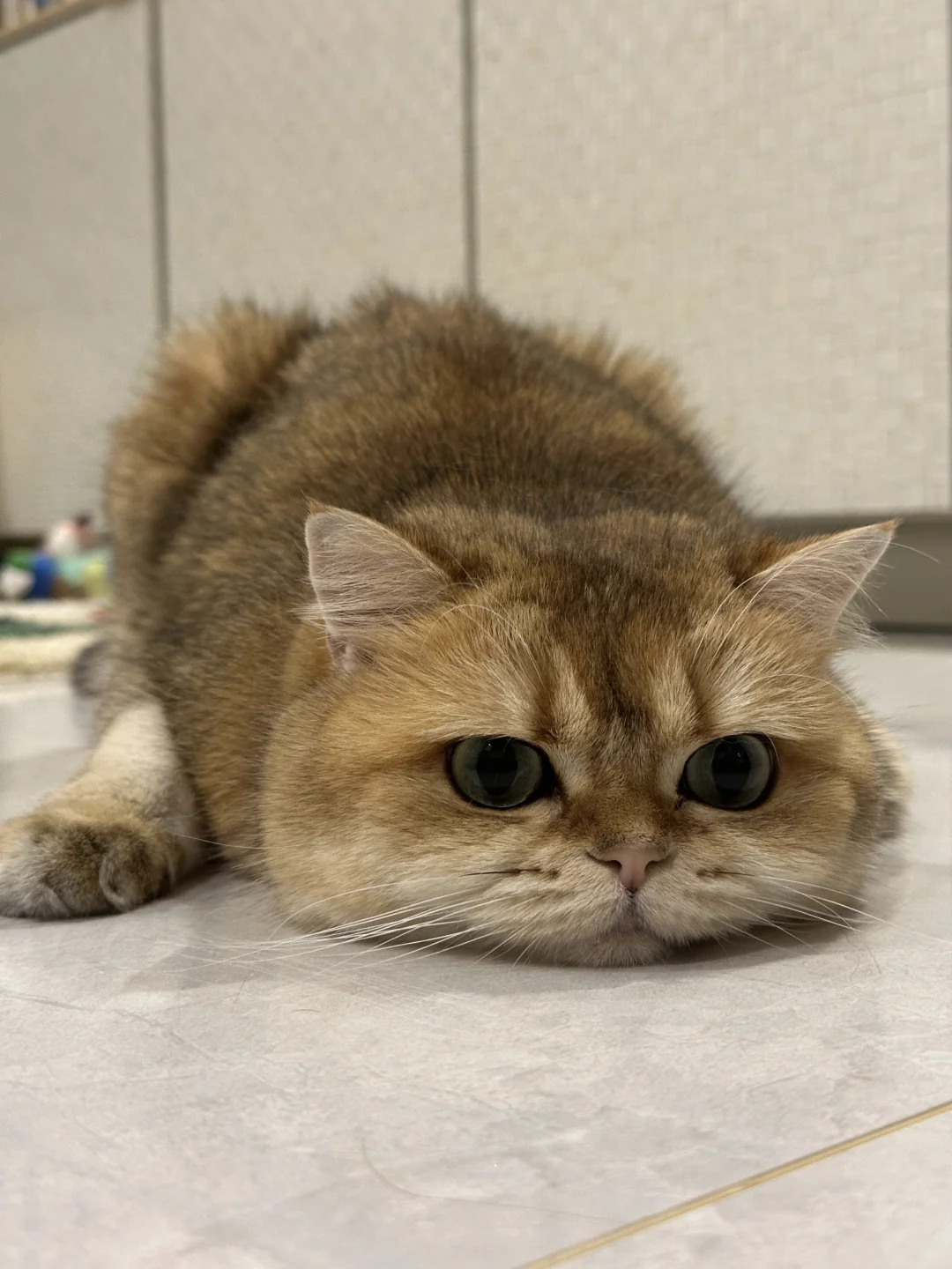 新型四驱车🏎️