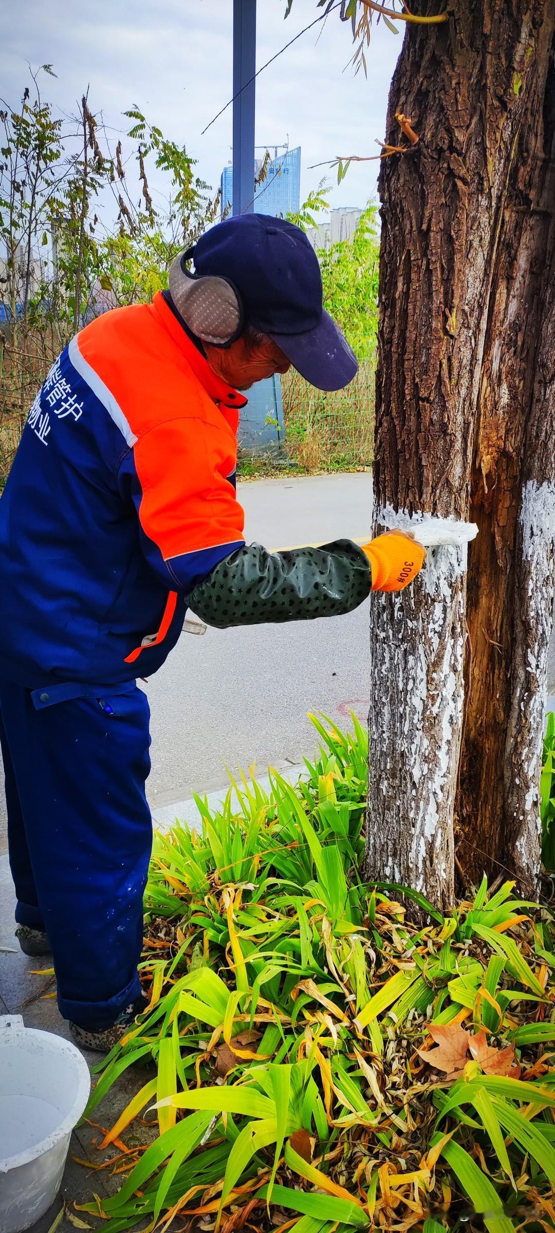 晒图笔记大赛堤顶路柳树，今天在刷白。一溜儿的柳树长得都不咋样，完全不是景观印象里