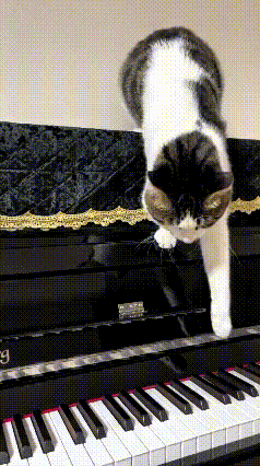 这小猫可太招人稀罕了！站在钢琴上每踩一下就出个声，小脑袋瓜还得琢磨半天，这动静到