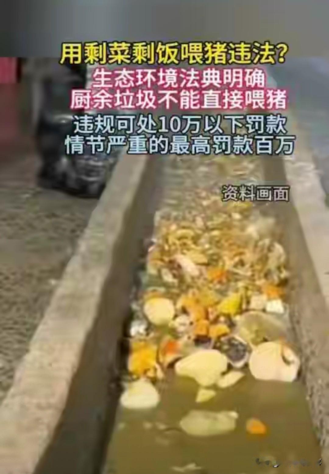 7. 注意！养猪不要再随意倒剩饭泔水，8月15日起施行全新法规。未经标准化无害化