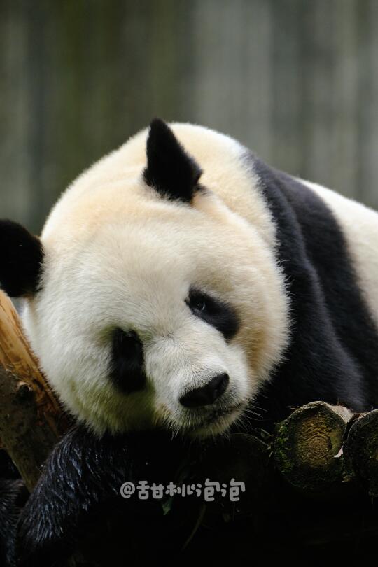 睡前亲亲二郎的包子脸吧，不怕被扇的话