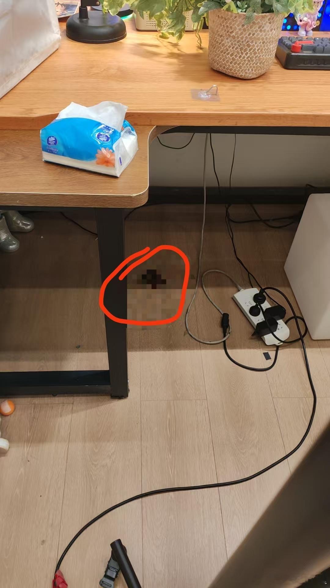 在拍摄间闻到一股臭味，不知道是哪只臭猫在里面拉粑粑了，经查验是小go干的！（图片