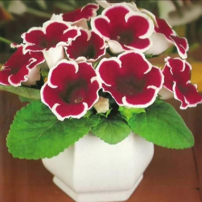 赏花：大岩桐花
有诗赞：
千姿百态大岩桐
花开娇艳秀玲珑
花瓣叠锦吐芬芳
嫣红姹