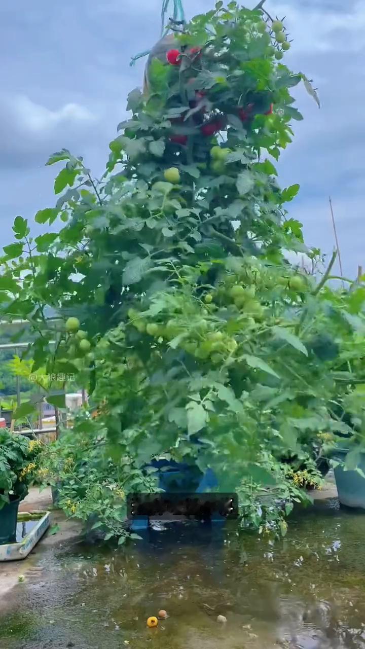 倒着种西红柿。
这是我见过最有创意的种植方式，大叔直接把西红柿倒着挂起来种，听着
