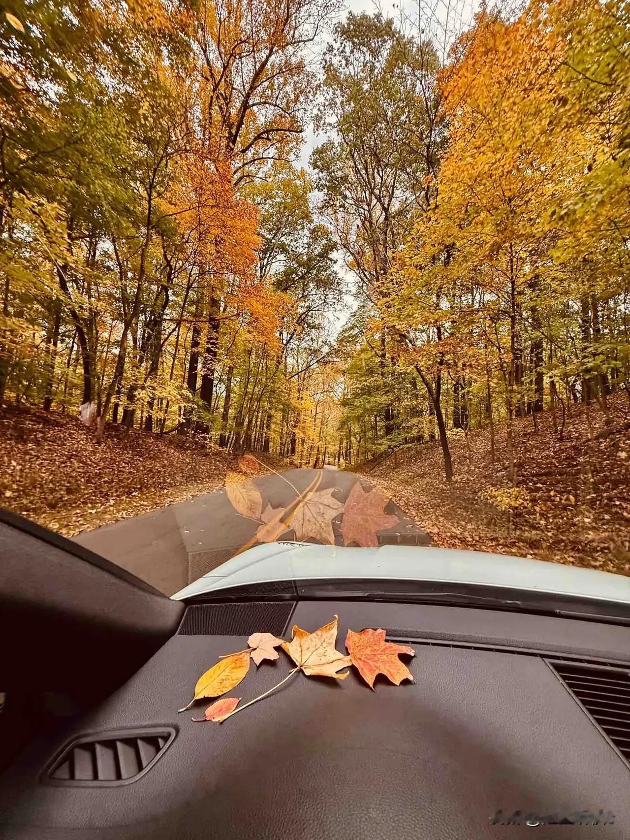 《秋韵与美人》（原创首发）
陋室听秋/文
 
在秋天的画布上，
枫叶舞动起诗行，