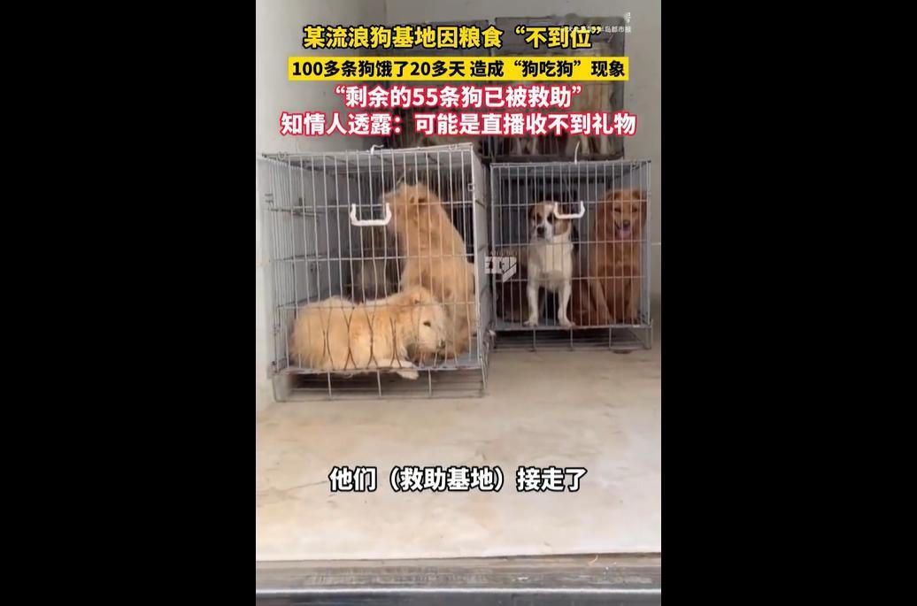 安徽一民间流浪狗基地因直播打赏锐减导致资金链断裂，100 余只流浪狗断粮 20 