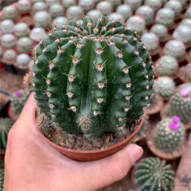 想养颗滚圆好看的仙人球？选对品种少踩坑
 
不少花友买仙人球，回家养一段时间就歪