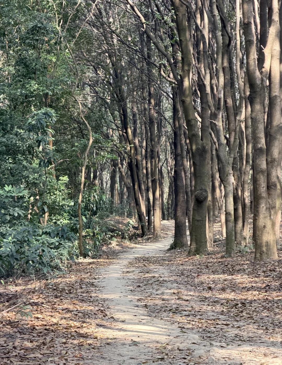 广州入门级徒步推荐|京溪生态公园小环线
周末想爬山，想享受野外安静的感觉，又不想