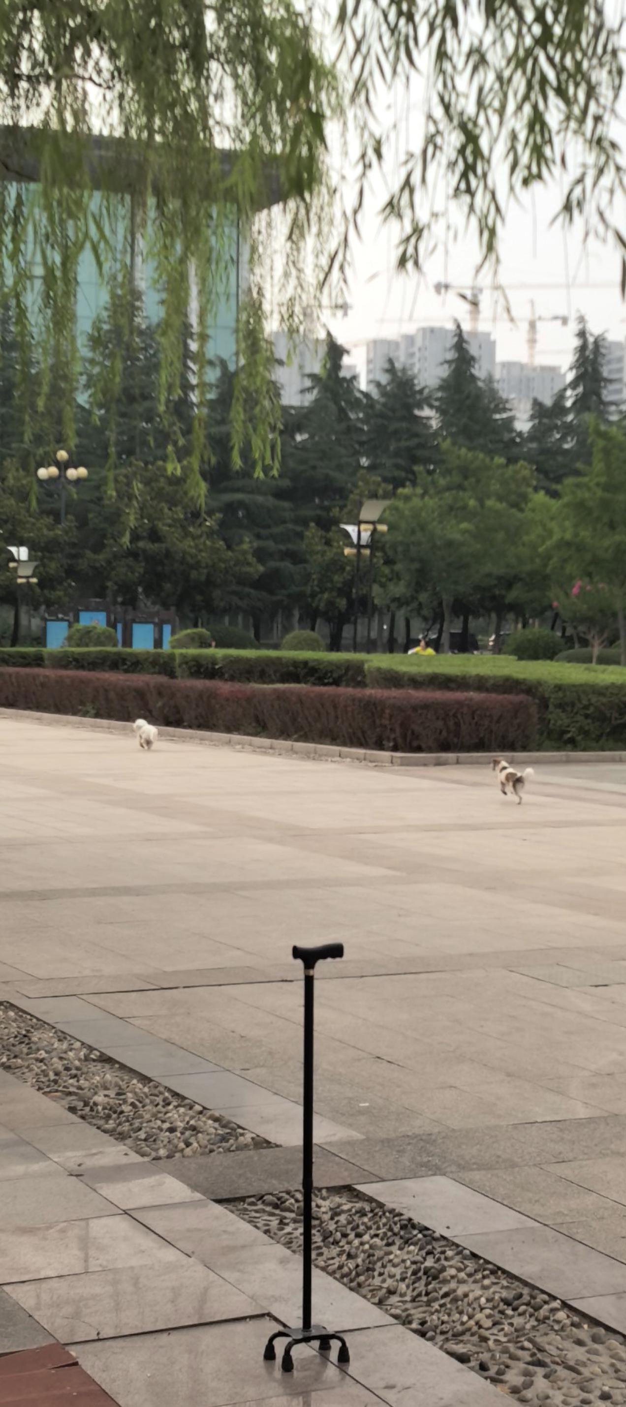 滕州市政府办公大楼前，市政广场，早上许多遛狗的，不栓绳，狗互相追逐，随地大小便。