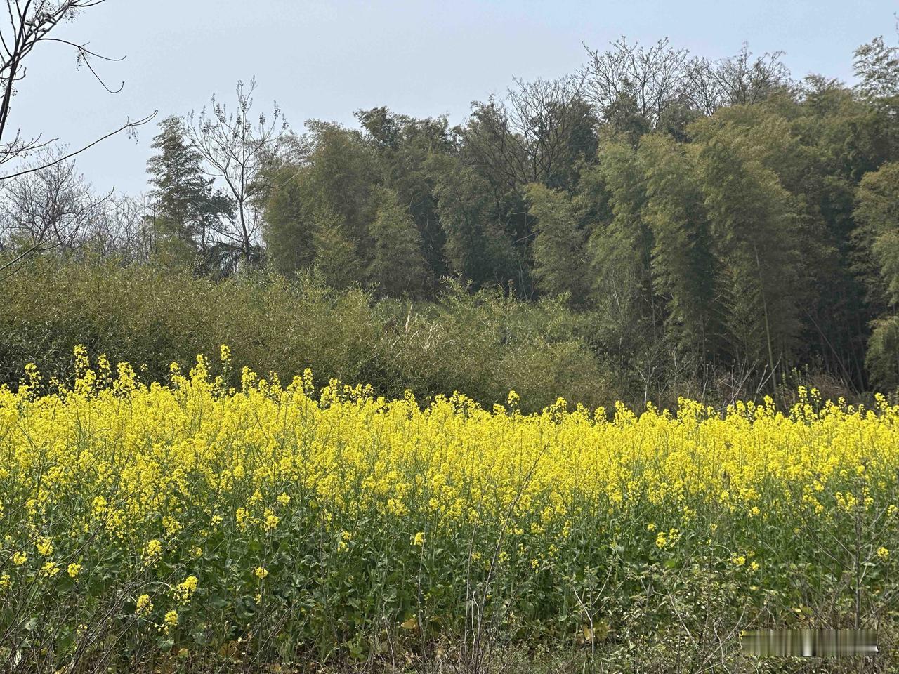 随手拍的油菜花，春天的气息。

今日分享随手拍照片自驾游