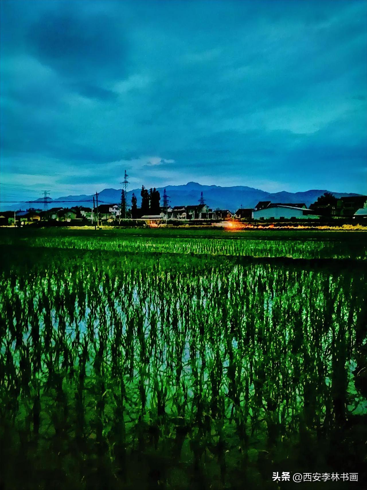 《稻田青青（李林6月6日摄于汉中城固）》
