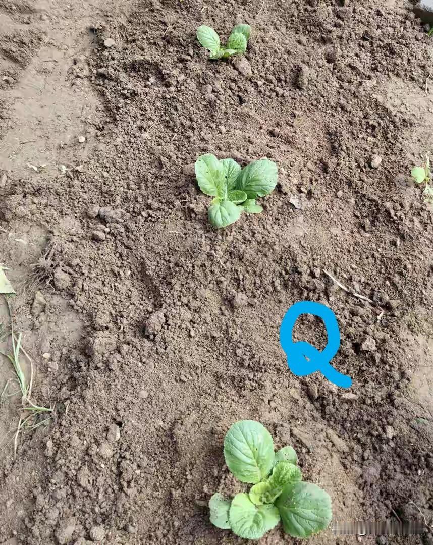 西红柿栽深了咋办？不要急，有妙招

4月21日《西红柿有“三怕”，新手老手都要躲