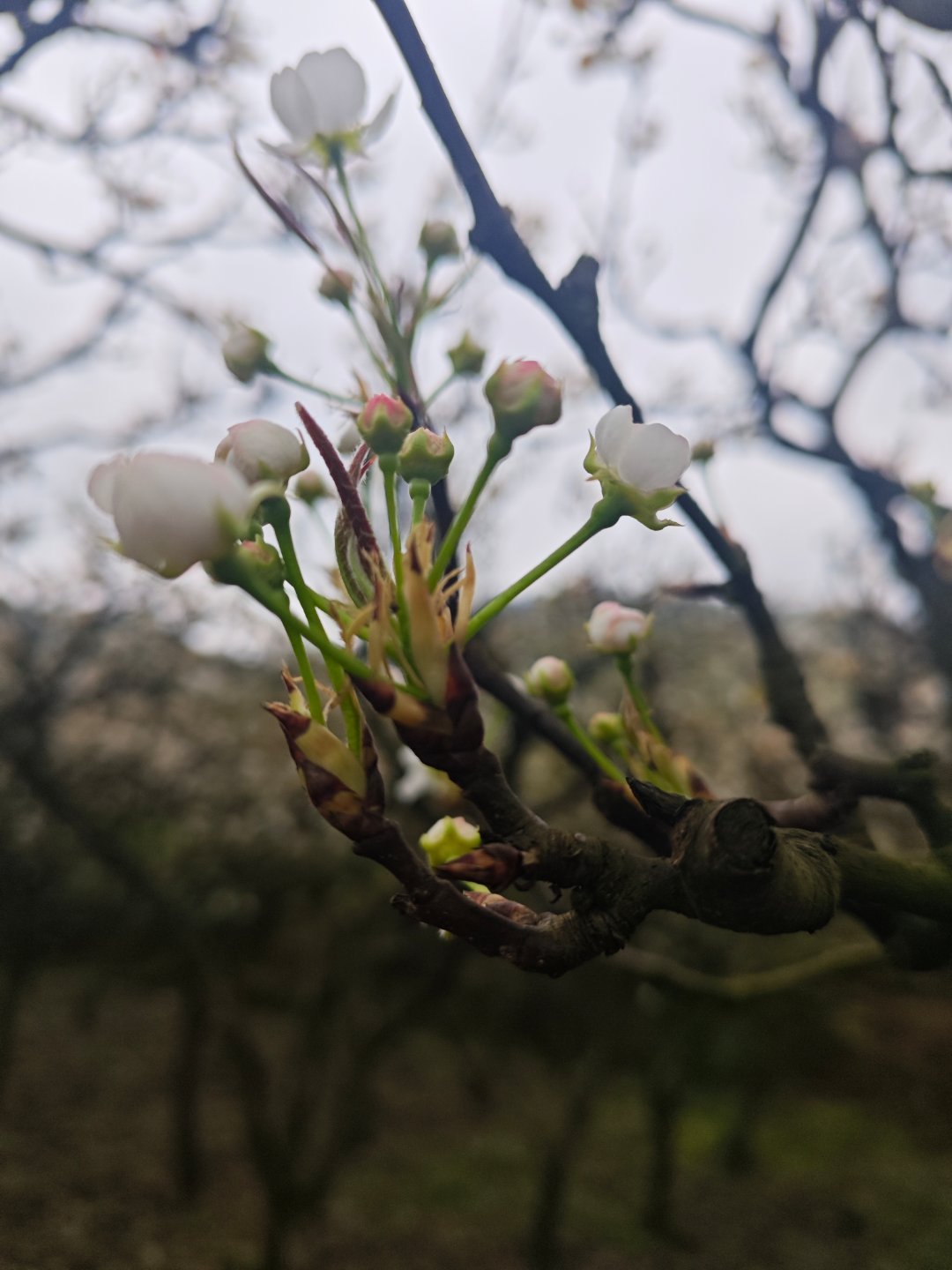 原来马年的年味藏在这些细节里年味不用找，它就在身边的小事里。马年一到，处处都是新