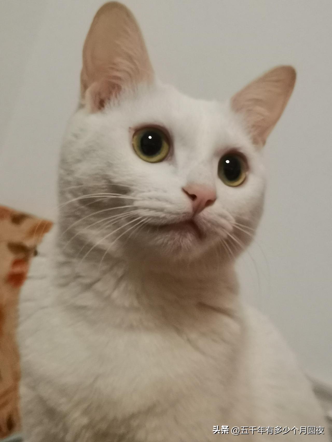 我的“阿朗”，变得尊重有礼节。