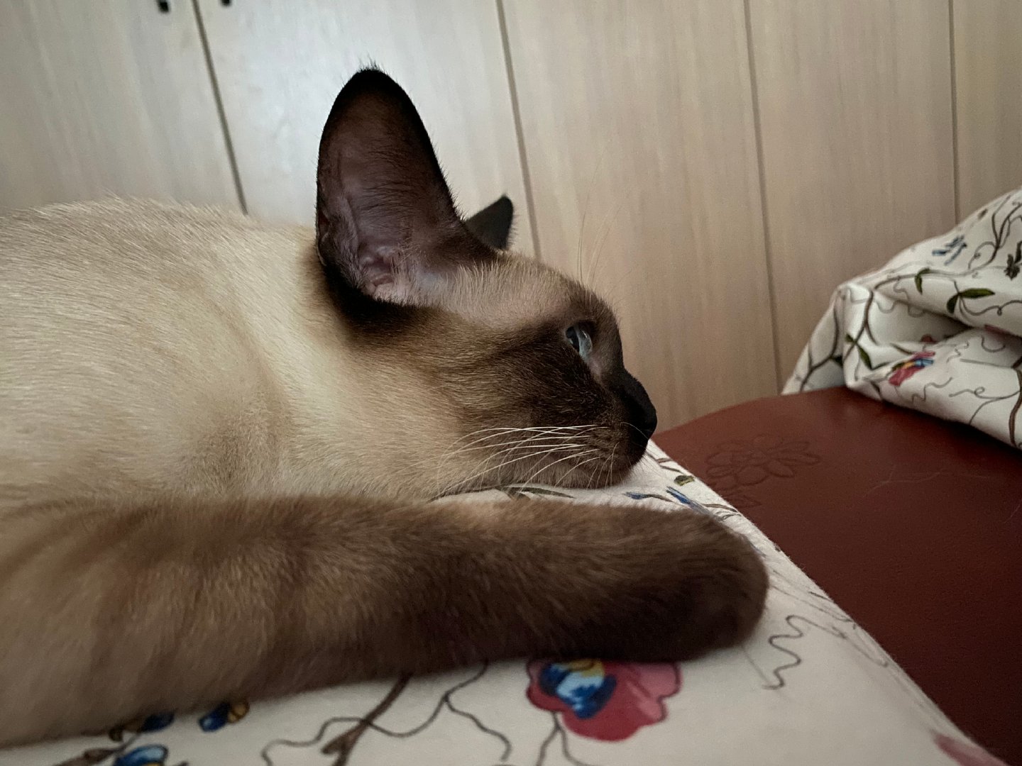 每日一蒙被猫翻白眼是什么体验 