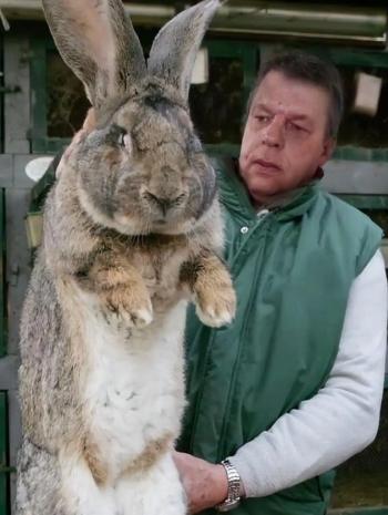 澳大利亚野兔成灾，数量曾超过100亿只，体重3-5公斤，可却无人愿意食用，当地人