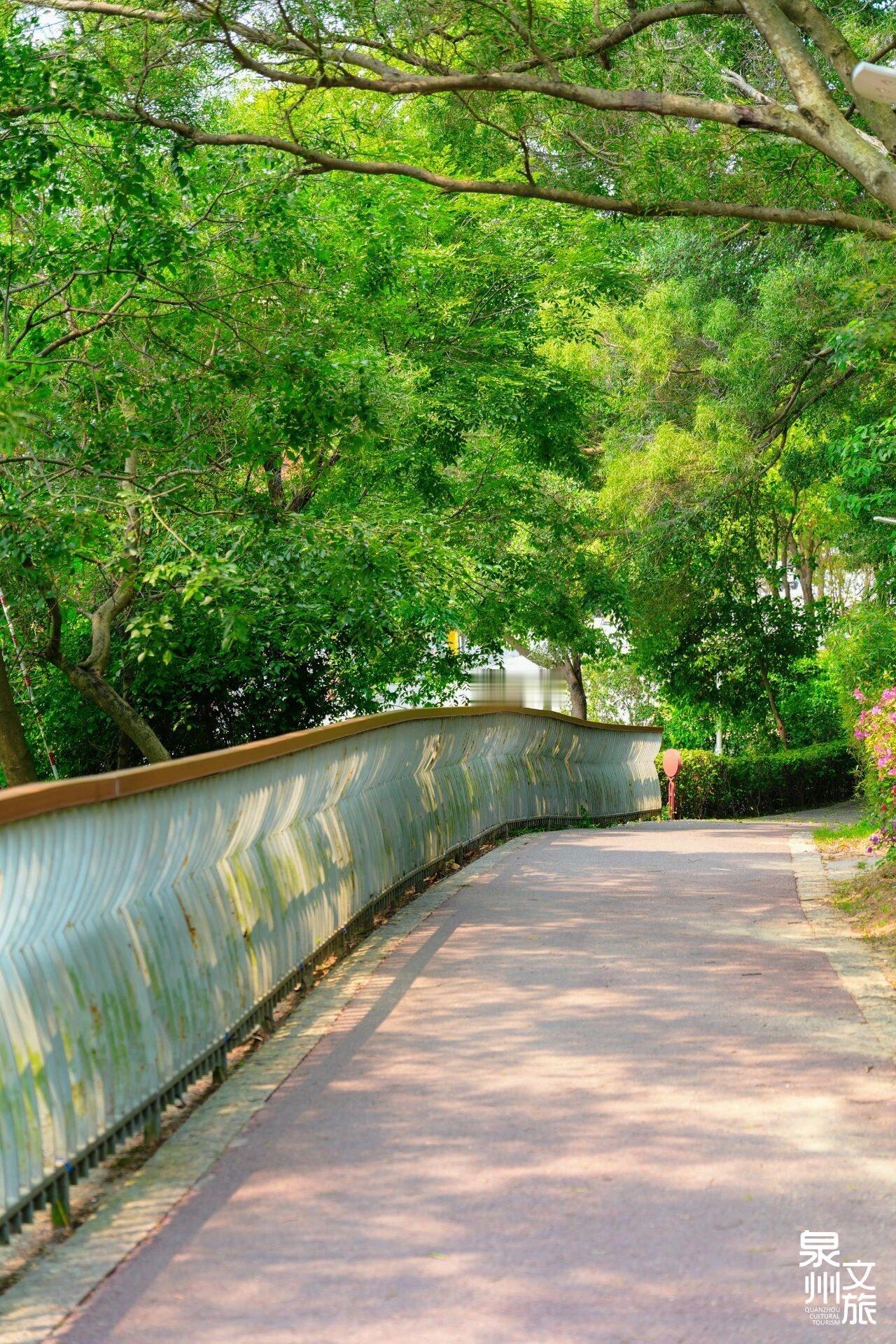 泉州大坪山封神！1.6公里洋紫荆步道美到犯规🌸

四月的泉州，浪漫天花板被大坪