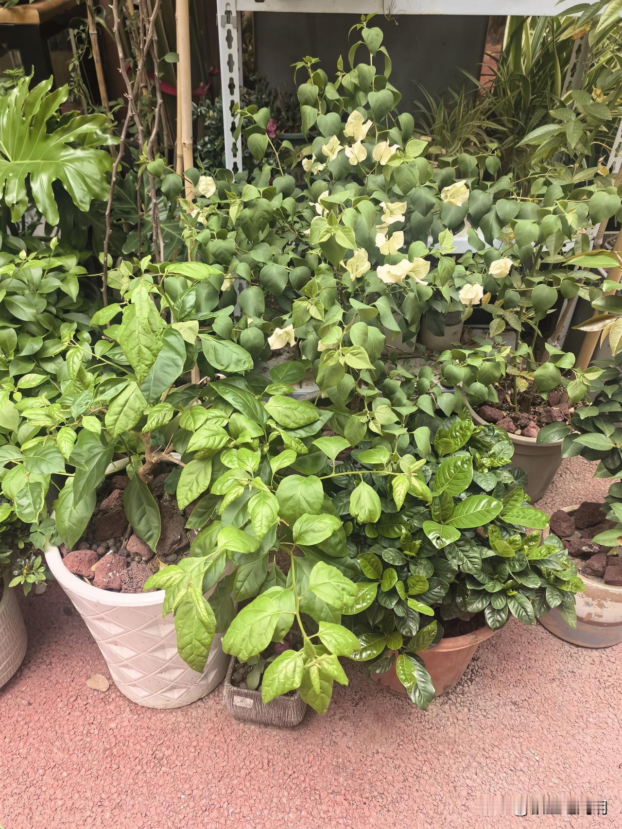 去门口的生鲜超市买块姜和豆腐，老板娘没有站在自己的收银台位置上，而是猫着腰在门口