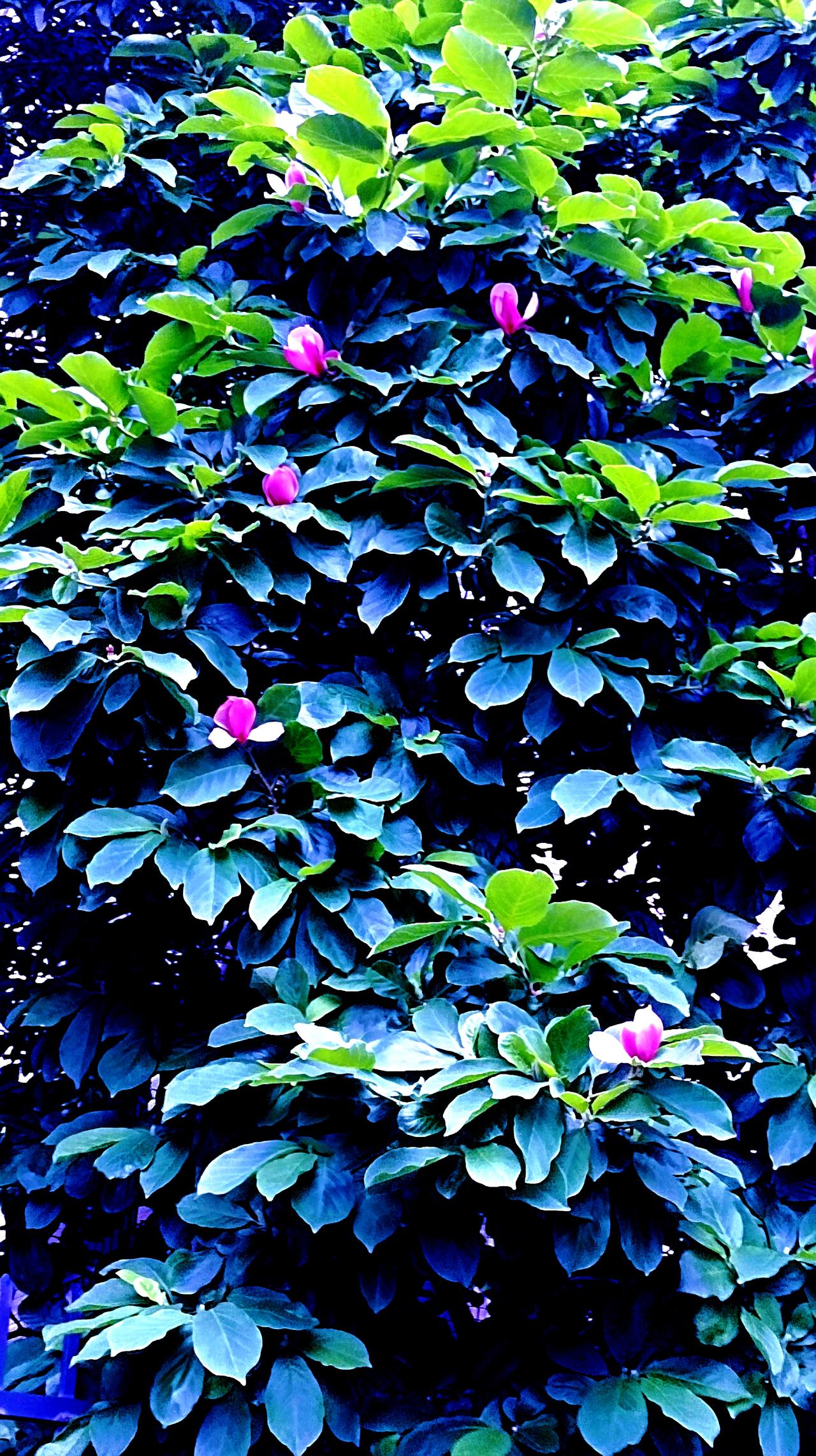 你拍的野花发出来看看不知名的花🌸