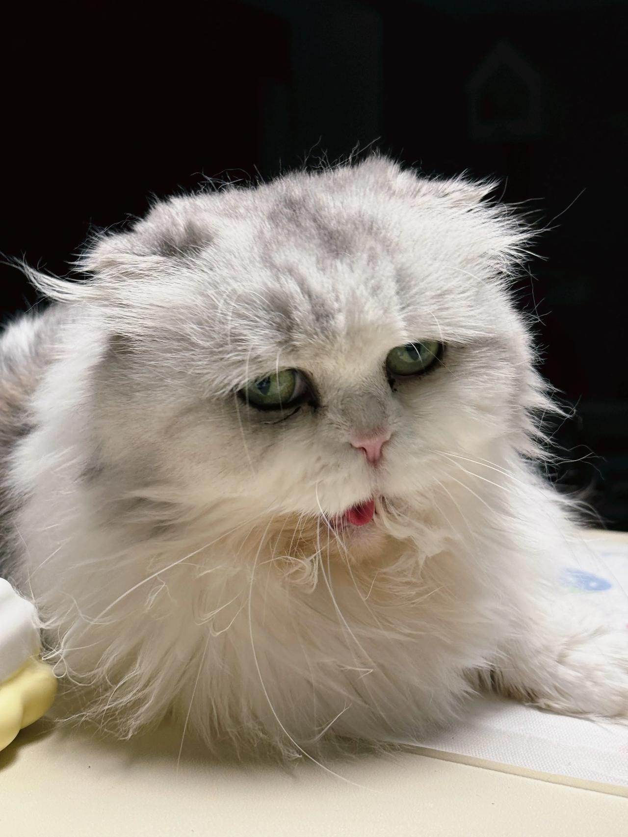吃个小孩再睡觉吧！
#猫咪# #萌宠#