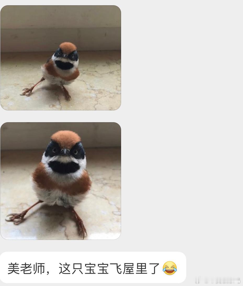 来屋里探险的【红头长尾山雀】一脸呆呆的样子开窗放走就好 ​​​