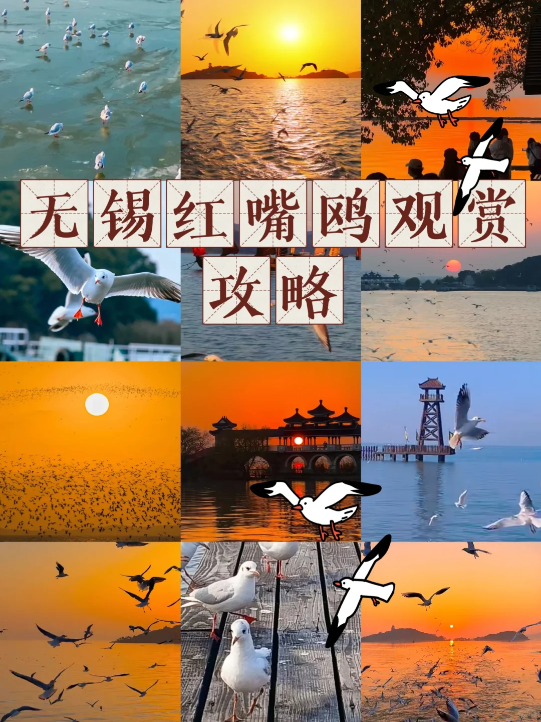 🕊无锡红嘴鸥观赏攻略来啦|冬日限定风景