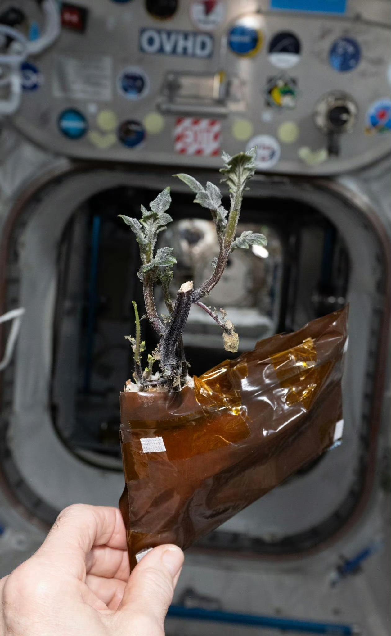 ✨美国在国空间站上的这次土豆种植只是随性趣味试种、发芽观赏，复刻科幻梗的科普玩票